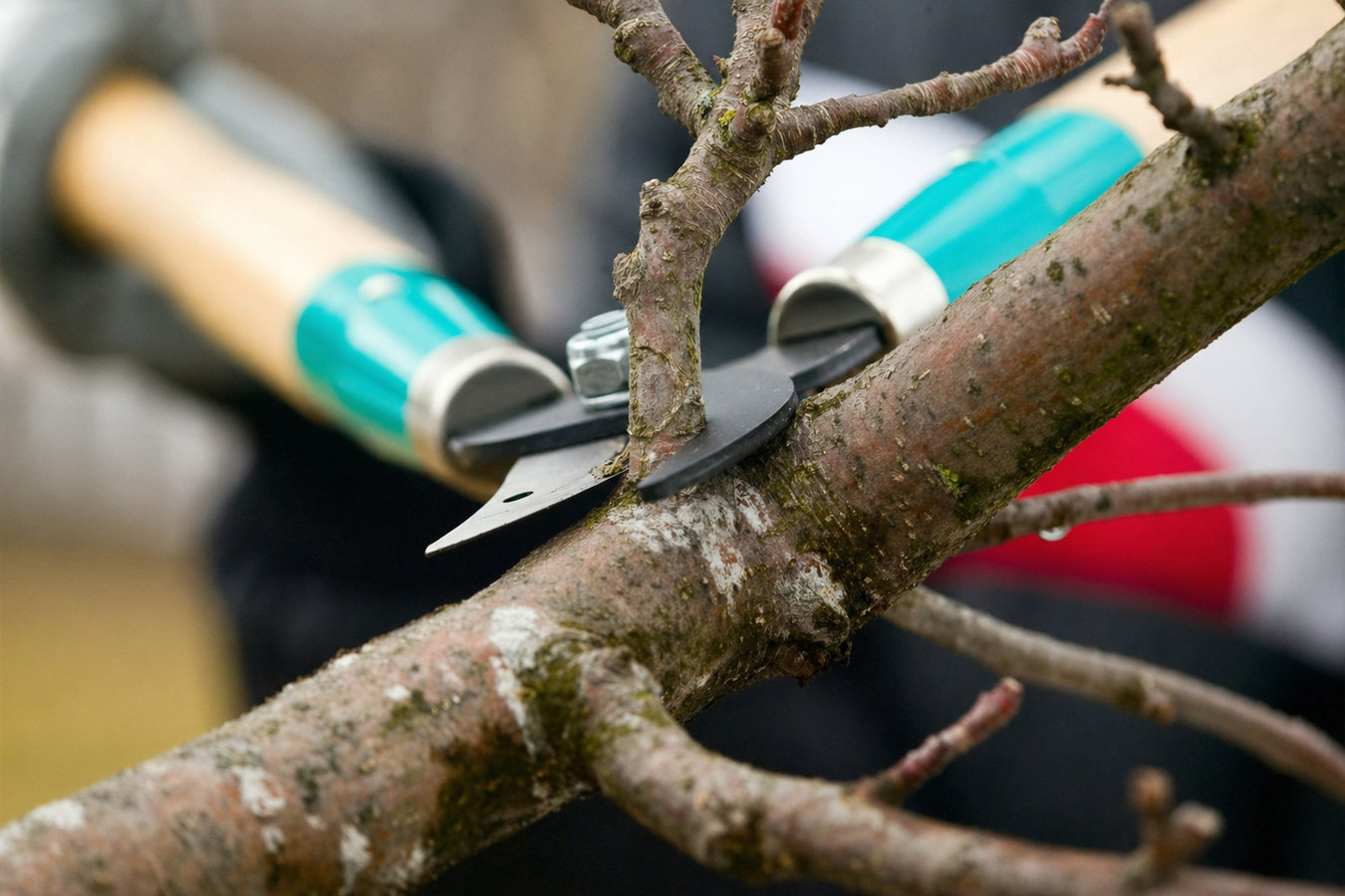 Tree pruning in Seaside, CA